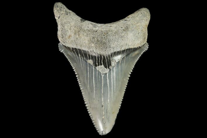 Serrated, Chubutensis Tooth - Megalodon Ancestor #125951